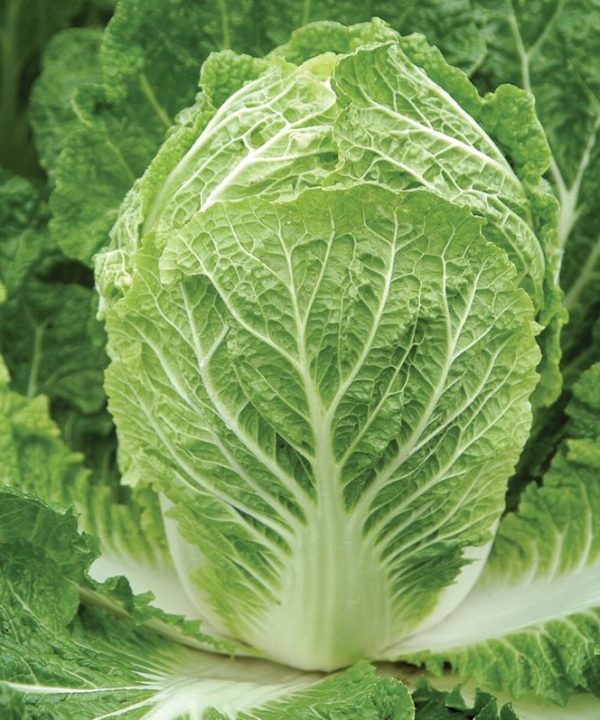 Bilko - Organic (F1) Chinese Cabbage Seed