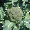 Belstar - Organic (F1) Broccoli Seed
