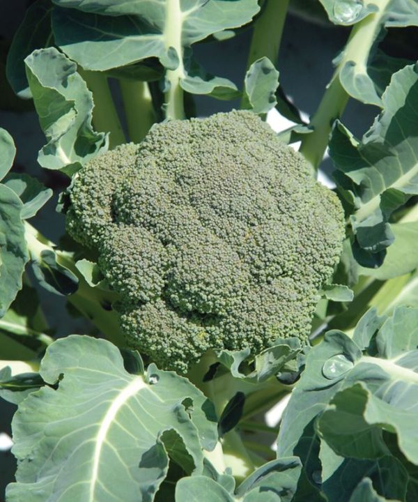 Belstar - Organic (F1) Broccoli Seed