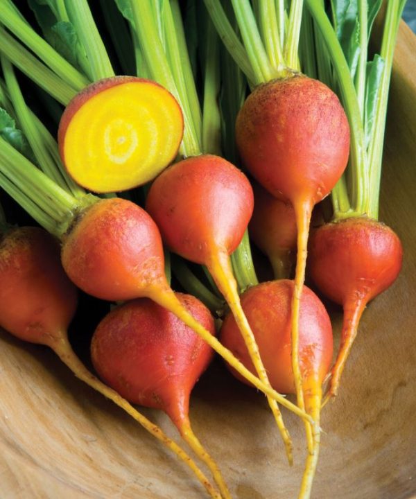 Touchstone Gold - Organic Golden Beet Seeds