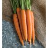 Nectar - Organic (F1) Carrot Seed