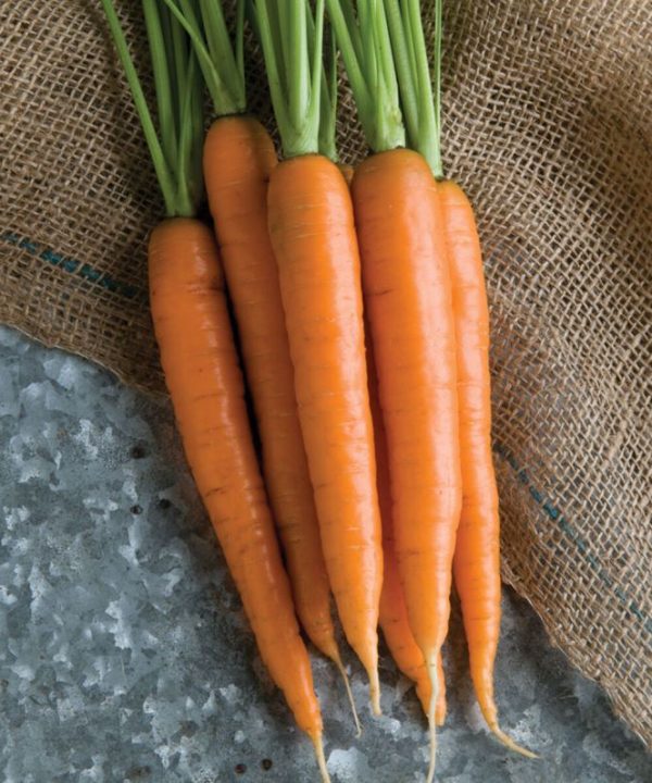 Nectar - Organic (F1) Carrot Seed