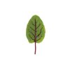 Red Veined Sorrel - Green Seed