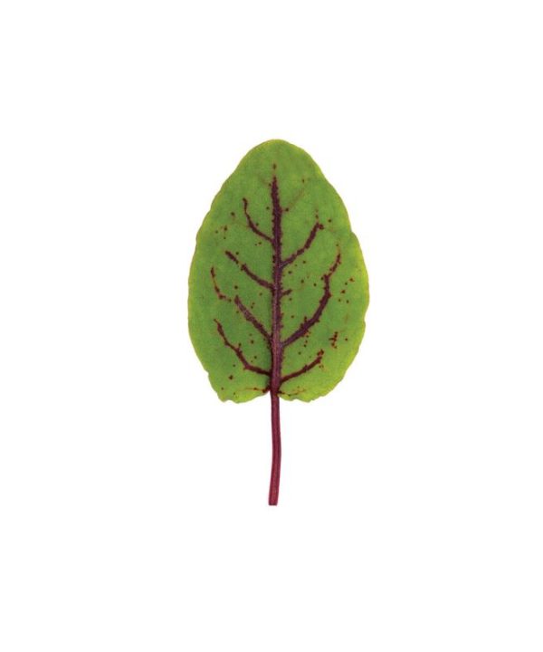 Red Veined Sorrel - Green Seed