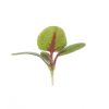 Sorrel, Red Veined - Microgreen Seed