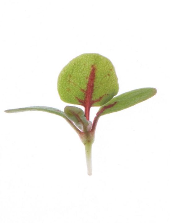 Sorrel, Red Veined - Microgreen Seed