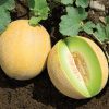 Diplomat - (F1) Melon Seed