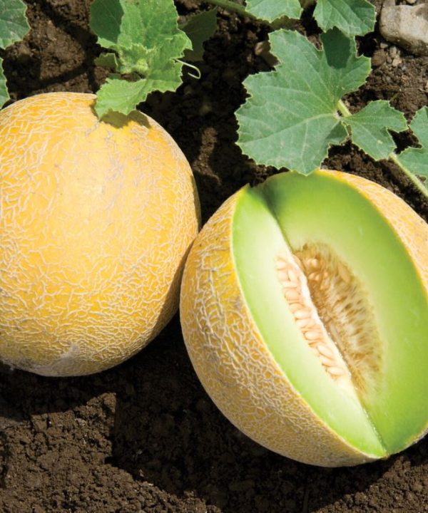 Diplomat - (F1) Melon Seed