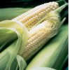 Silver Queen - Treated (F1) Corn Seed