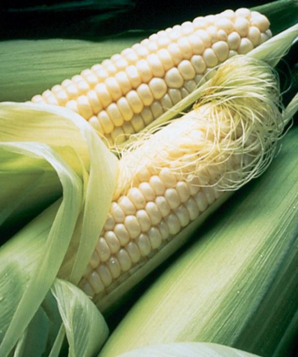 Silver Queen - Treated (F1) Corn Seed
