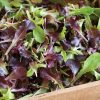 Wildfire Lettuce Mix - Lettuce Seeds