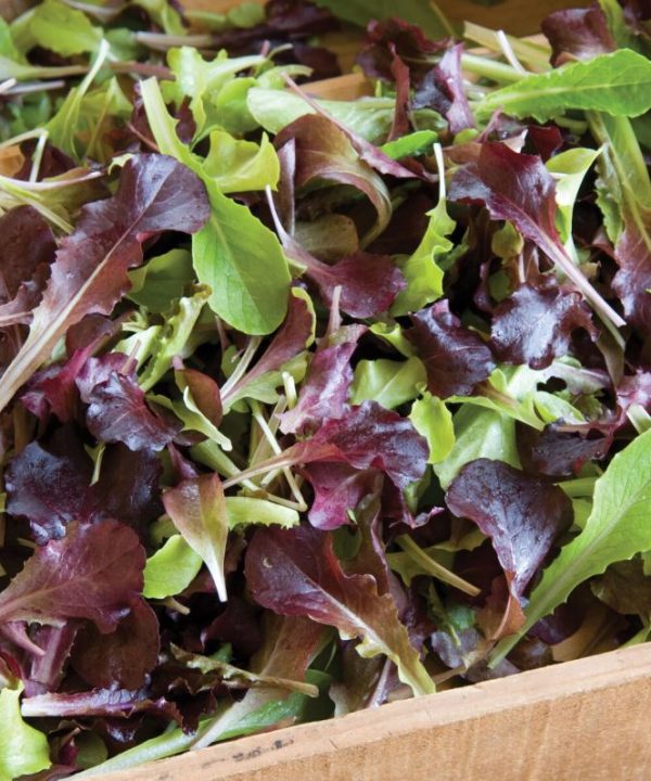 Wildfire Lettuce Mix - Lettuce Seeds