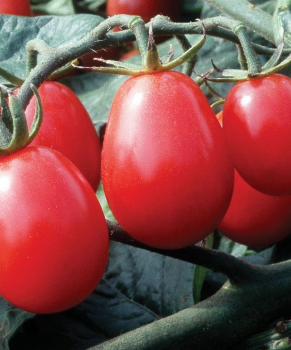 Chiquita - (F1) Tomato Seed