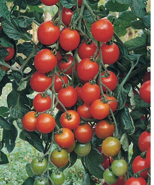 Favorita - (F1) Tomato Seed