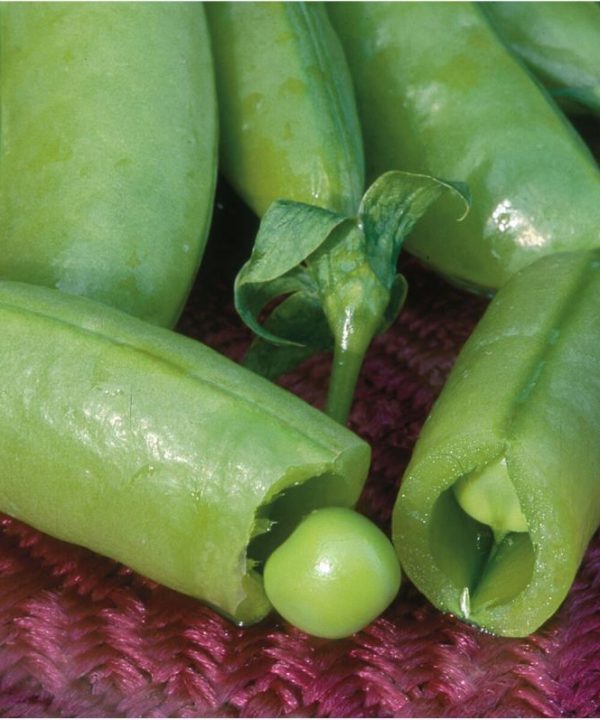 Super Sugar Snap - Pea Seed