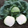 Kaitlin - (F1) Cabbage Seed