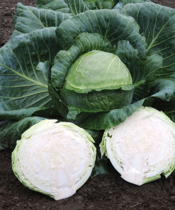 Kaitlin - (F1) Cabbage Seed