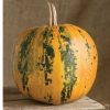 Kakai - Organic Pumpkin Seed