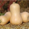Metro PMR - (F1) Butternut Squash Seed