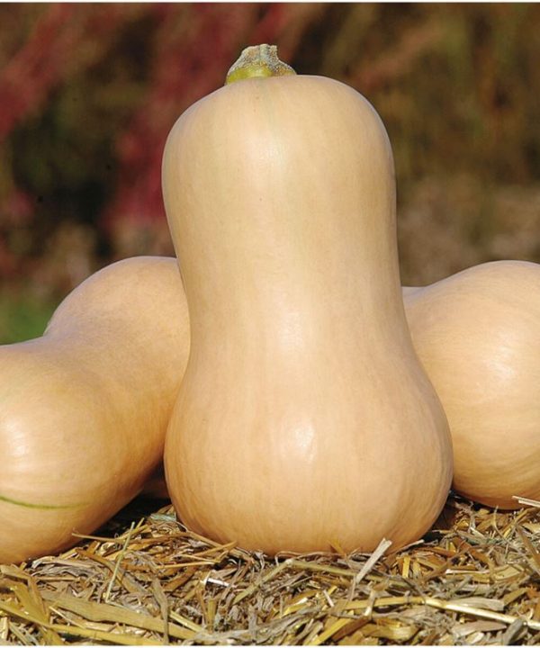 Metro PMR - (F1) Butternut Squash Seed