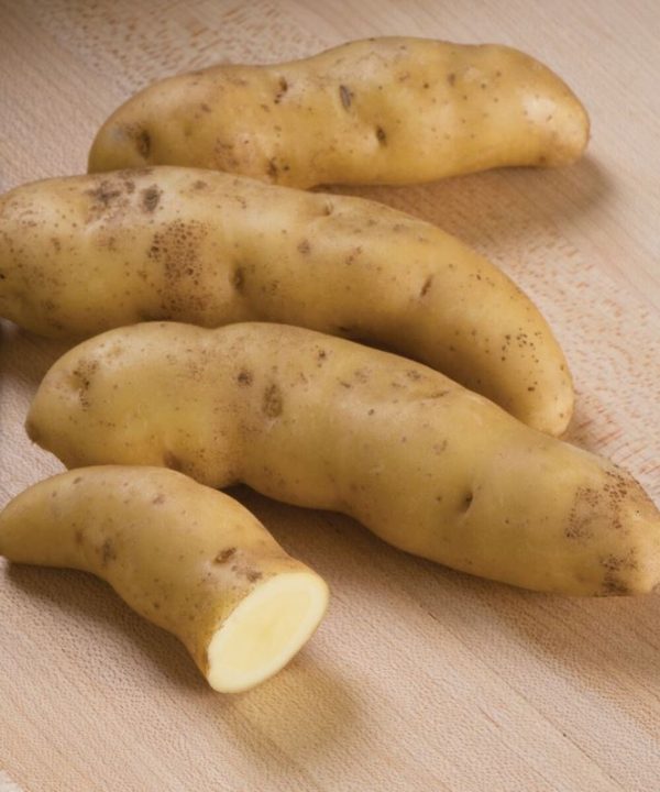 Russian Banana - Organic Seed Potatoes
