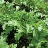 Mizuna - Organic Asian Green Seed