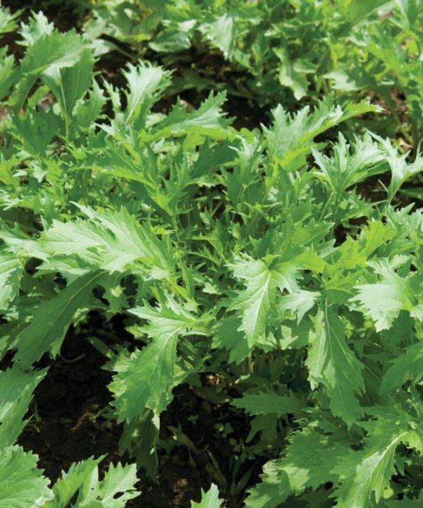 Mizuna - Organic Asian Green Seed