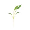 Mizuna - Organic Microgreen Seed