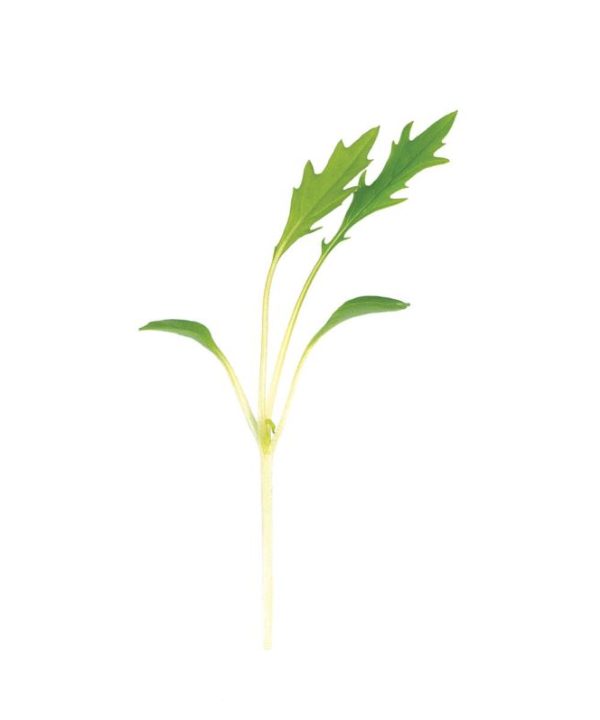 Mizuna - Organic Microgreen Seed