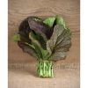 Red Giant - Organic Mustard Green Seed