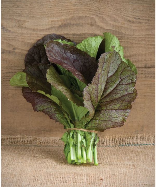 Red Giant - Organic Mustard Green Seed