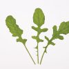Organic Arugula Seeds