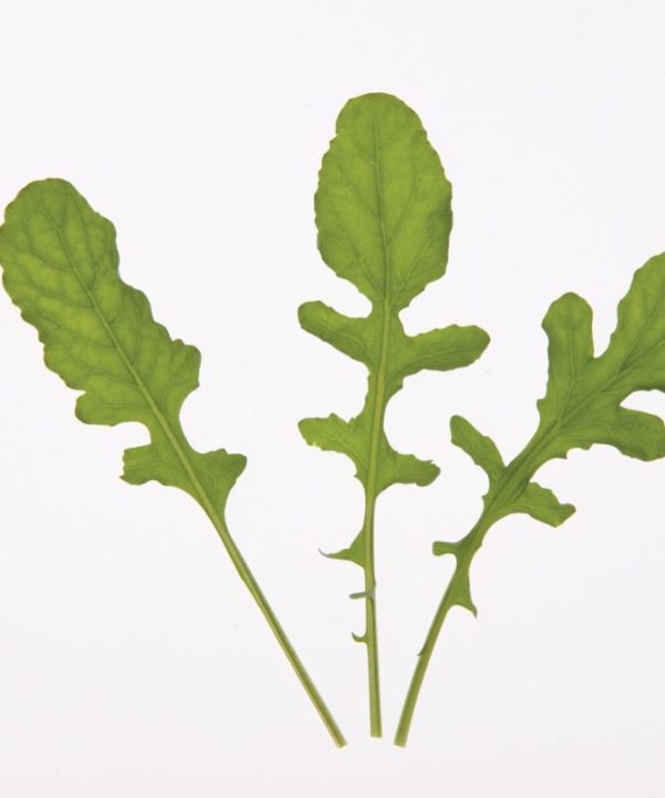 Organic Arugula Seeds