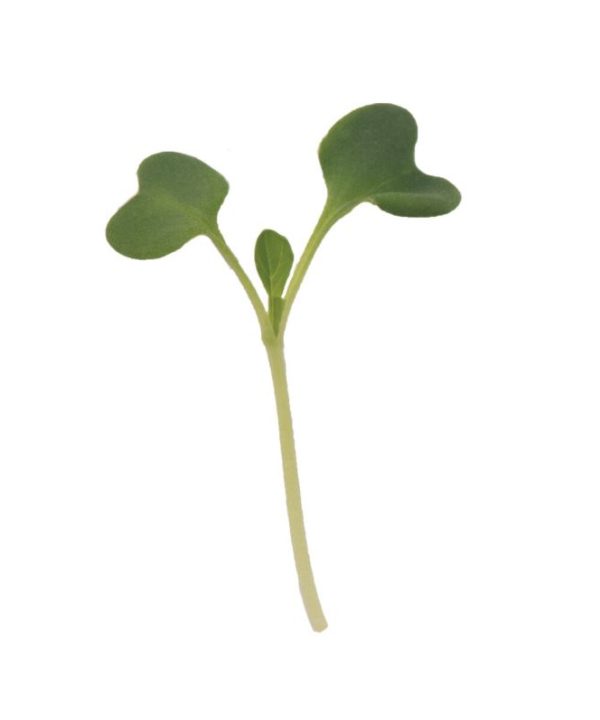 Tatsoi - Organic Microgreen Seed