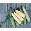 Double Standard - Organic Corn Seed