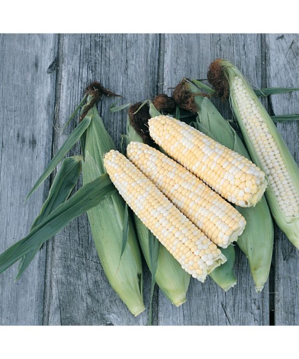 Double Standard - Organic Corn Seed