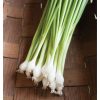 Guardsman - Onion Seed