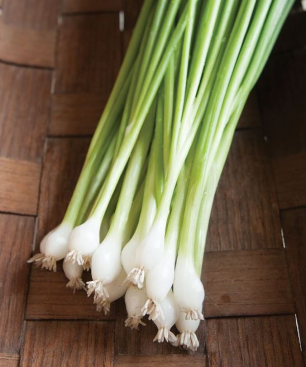 Guardsman - Onion Seed