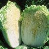 Minuet - (F1) Chinese Cabbage Seed