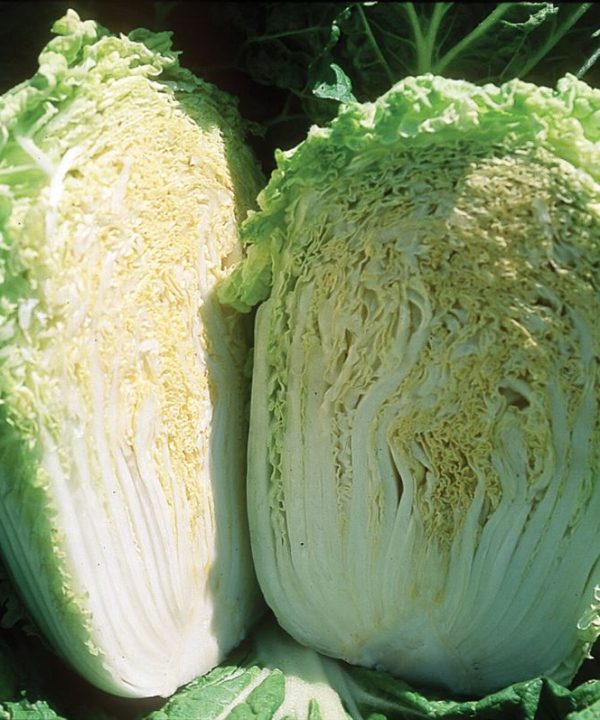 Minuet - (F1) Chinese Cabbage Seed