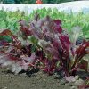 Bull's Blood - Beet Seed