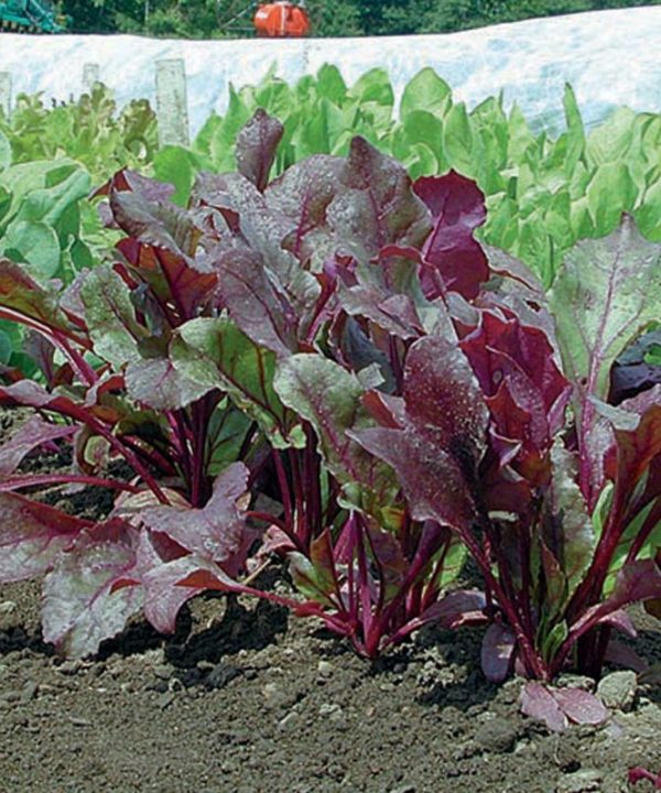 Bull's Blood - Beet Seed