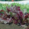 Bull's Blood - Organic Beet Seed