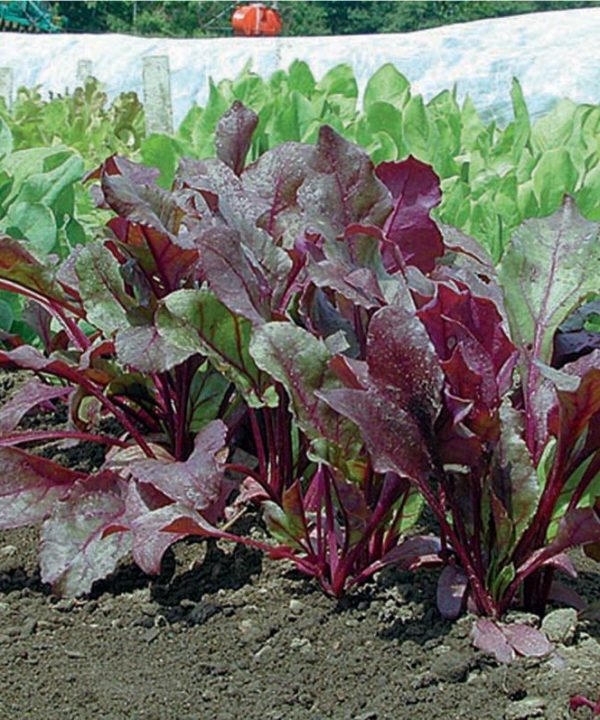 Bull's Blood - Organic Beet Seed
