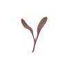 Beet, Bull's Blood - Microgreen Seed