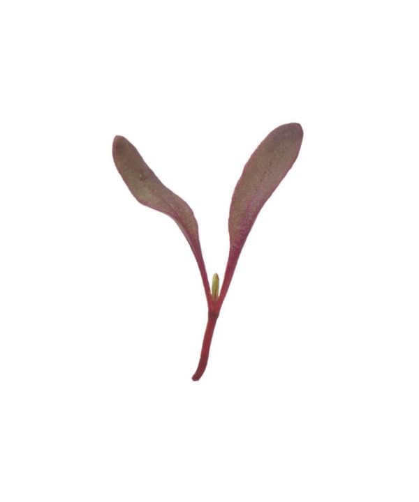 Beet, Bull's Blood - Microgreen Seed