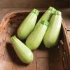 Magda - (F1) Zucchini Squash Seed