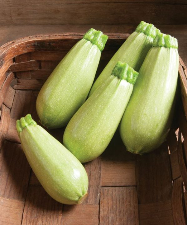 Magda - (F1) Zucchini Squash Seed