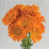Alpha - Organic Calendula Seed
