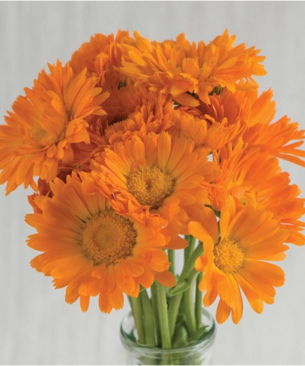 Alpha - Organic Calendula Seed